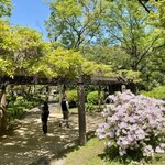 プロント ライブラリーショップ＆カフェ日比谷 - 藤棚近くの躑躅の名は『若鷺(わかさぎ)』です