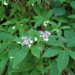 オーベルジュ・オー・ミラドー - Summer 2012