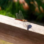 中房温泉 - 窓の外には、赤とんぼ…