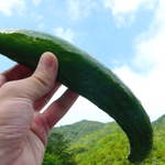 中房温泉 - 山をバックに、大振りなきゅうりを丸かじり！豪快な味！