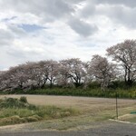 割烹楓 - 桜が綺麗でしたよ。まだ間に合いました。