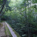 中房温泉 - 白滝の湯へ向かう道。本当に森の中…思わず深呼吸したくなる