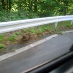 中房温泉 - 帰り道にはお猿さんも！