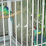 海辺の途中 - の下にインコが２羽