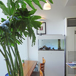 海辺の途中 - 窓際に熱帯魚の水槽