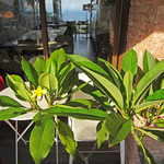 海辺の途中 - プルメリアの向こうに海