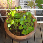 海辺の途中 - アマン・リゾートみたい〜♬