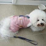 海辺の途中 - 個室ワンちゃん OK！！