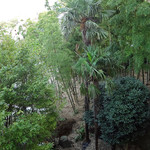 海辺の途中 - 竹とシュロも植えられて・・