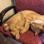 吾妻庵 総本店 - 