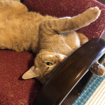 吾妻庵 総本店 - 