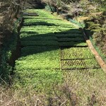 滝口わさび園 - 