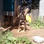 メーメーベーカリー - 看板犬２