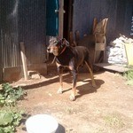 メーメーベーカリー - 看板犬１（とても人懐っこい）