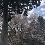 Takaozambiamaunto - やや葉桜気味？