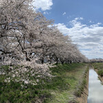 北海道一番 - おまけ）南方の千本桜。ほんの一部な