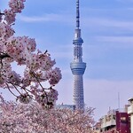 日本橋 蕎ノ字 - ◎東京深川の小名木川から眺めるスカイツリー。桜が満開！