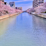 日本橋 蕎ノ字 - ◎小名木川は日本橋人形町からも歩いて行ける距離で、桜見物に最適である。