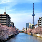 日本橋 蕎ノ字 - ◎小名木川の桜並木。