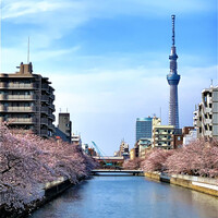 日本橋 蕎ノ字 - ◎小名木川の桜並木。