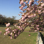 紀ノ国屋 - 食後の散歩、八重桜は見頃です