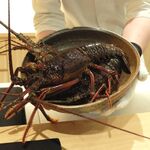日本料理FUJI - 焼津で捕れた大きな伊勢海老。動いてますよ～