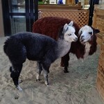 カフェ ノエシス - ビル街に❗️大阪ECO動物海洋専門学校
            
            のお庭ですw