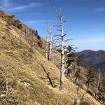 山の家 奥槍戸 - 白骨樹の斜面をトラバースしていきます。