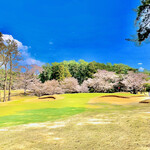 筑波カントリークラブ レストラン - ◎『筑波カントリークラブ』の桜並木は美しい。