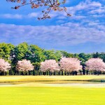 筑波カントリークラブ レストラン - ◎ゴルフコースの桜並木。