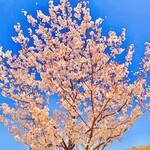 筑波カントリークラブ レストラン - ◎満開の桜は生命の強さを感じる。