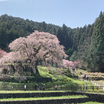 吉野葛 八十吉 - おまけ…吉野山に行く前に寄った又兵衛桜