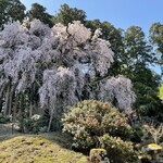 Warabi an - おまけ♪枝垂れ桜