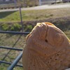 Taiyaki Warashibe - 宮川堤公園とたい焼き。