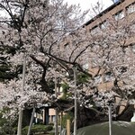 ルビアン - おまけ…石割桜