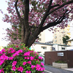 三田精米店 - 八重桜とサツキが同時に咲くってアリでしたっけ；；；；