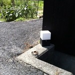 店へ行く途中で、道路を堂々と横断するカニを発見しました。