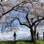 廻る富山湾 すし玉 - 惹かれな景色