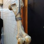 一条流がんこ総本家分家四谷荒木町 - 