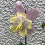 神田まつや - 今年咲いたオダマキ