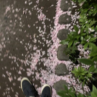 焼鶏あきら 中目黒本店 - 