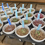 ロッキーガーデン - 多肉植物