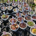 ロッキーガーデン - 多肉植物