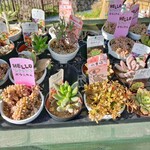 ロッキーガーデン - 多肉植物