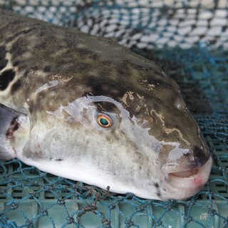 サンチョク鮮魚荒木 サンチョクセンギョアラキ 八日市 ふぐ 食べログ サンチョク鮮魚荒木 サンチョクセンギョアラキ 八日市 ふぐ 食べログ