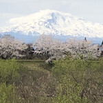 たぷろんハウス - こちらはお店近くの105号線にある、芋川堤の桜と鳥海山。いい気分転換になりました(^^)