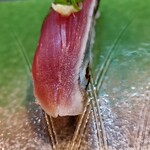 てっちゃん寿司 - 