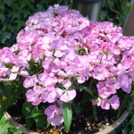 ラーメン二郎 - ダイアンサス（ナデシコ）