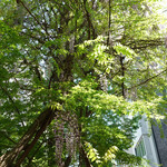 ディヤ - 利庵の前に立つ藤の木