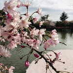 柿安 - お堀端、満開の桜と水面の花筏　どっちもピンク！